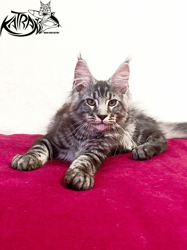 Katran Pascal - Kitten maine-coon 3 months