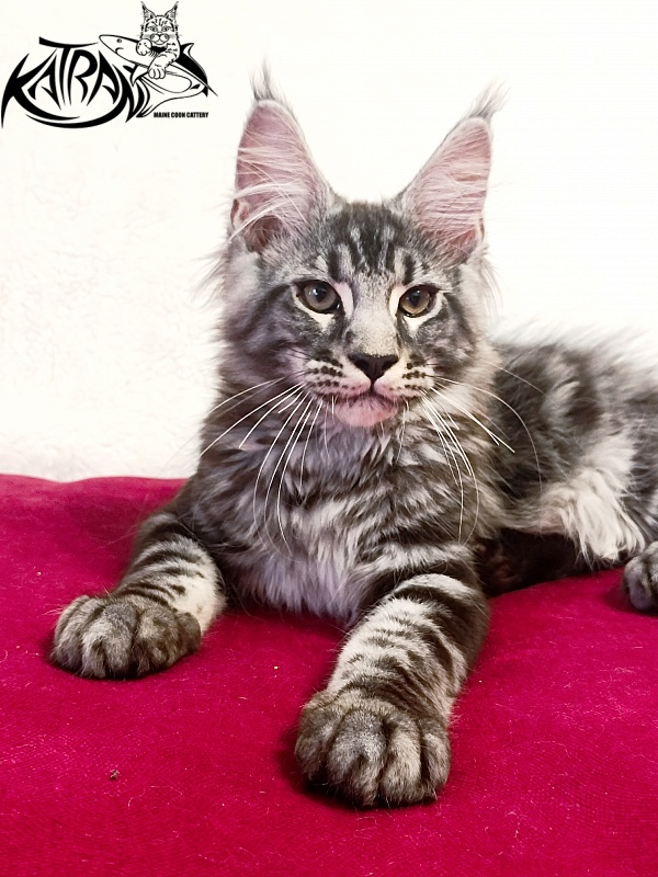 Katran Pascal - Kitten maine-coon 3 months