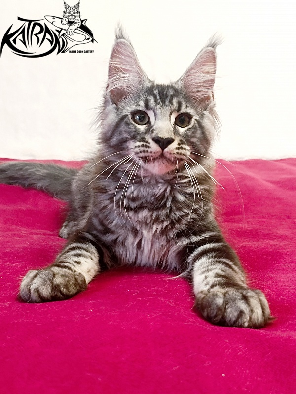 Katran Pascal - Kitten maine-coon 3 months