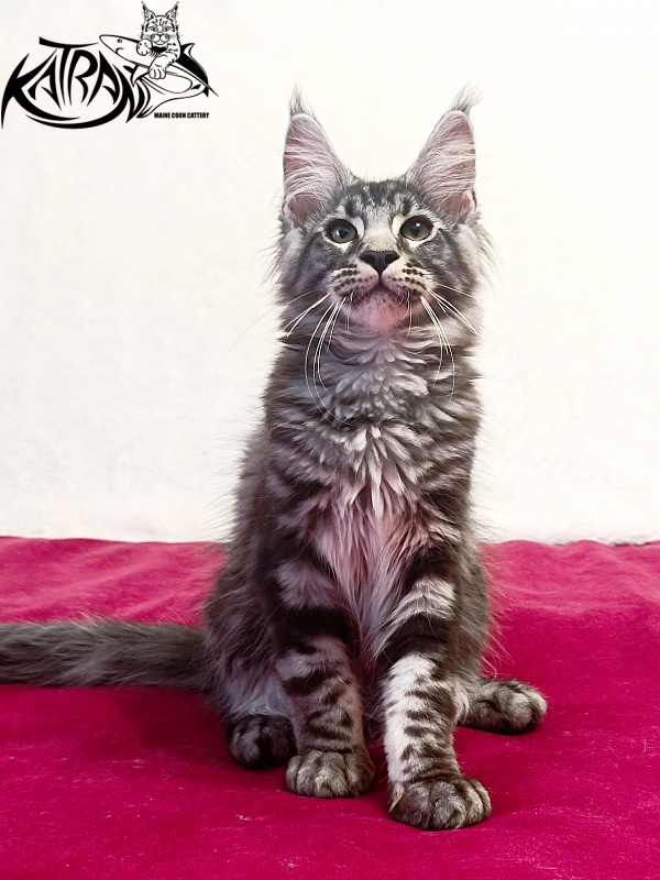 Katran Pascal - Kitten maine-coon 3 months