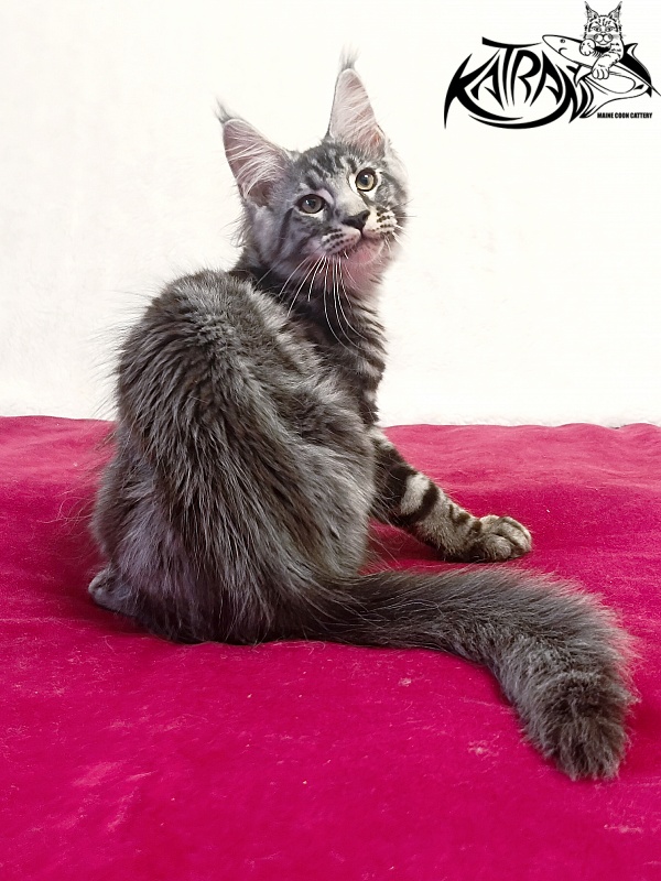 Katran Pascal - Kitten maine-coon 3 months