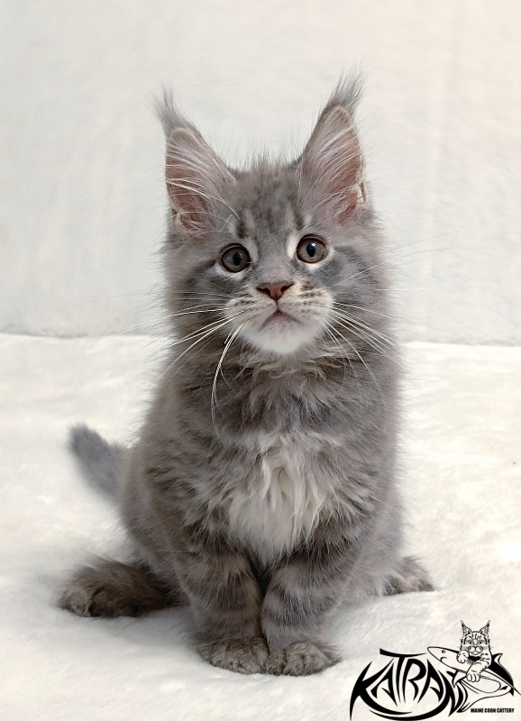 Katran Peach - Kitten maine-coon 2 months