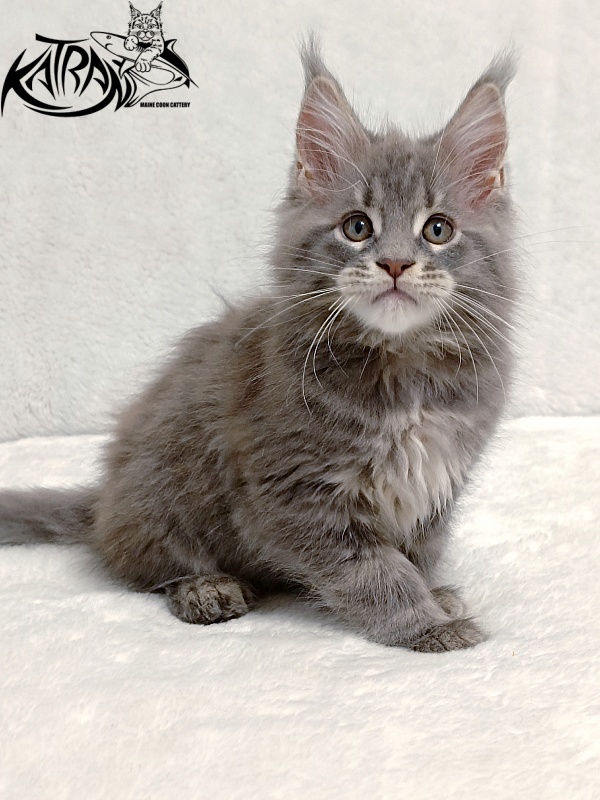 Katran Peach - Kitten maine-coon 2 months
