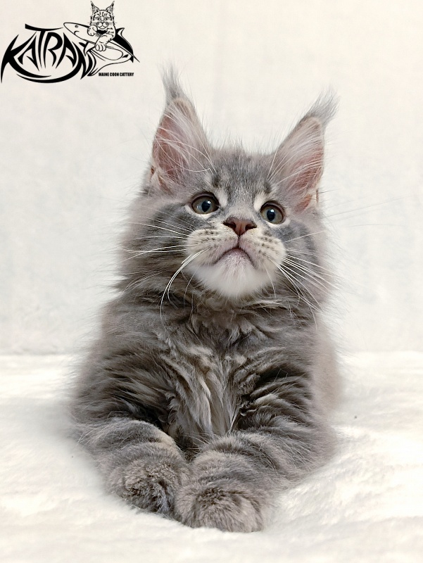 Katran Peach - Kitten maine-coon 2 months