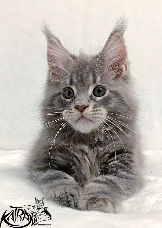 Katran Peach - Kitten maine-coon 2 months