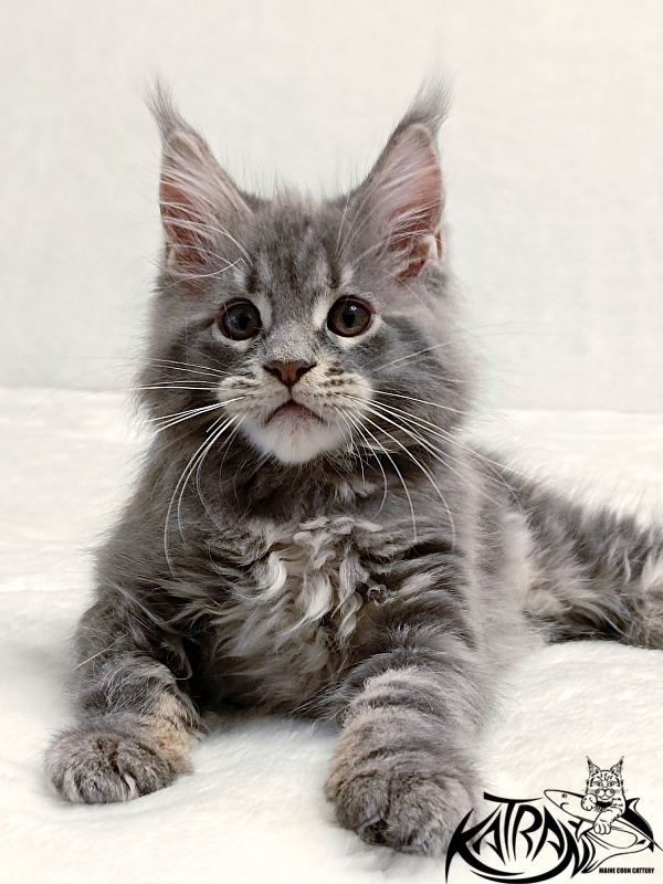 Katran Peach - Kitten maine-coon 2 months