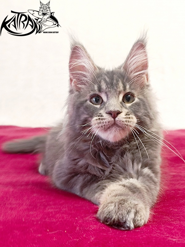 Katran Peach - Kitten maine-coon 3 months