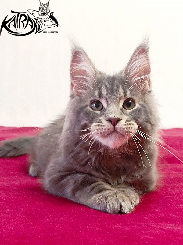 Katran Peach - Kitten maine-coon 3 months