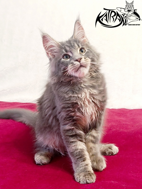 Katran Peach - Kitten maine-coon 3 months