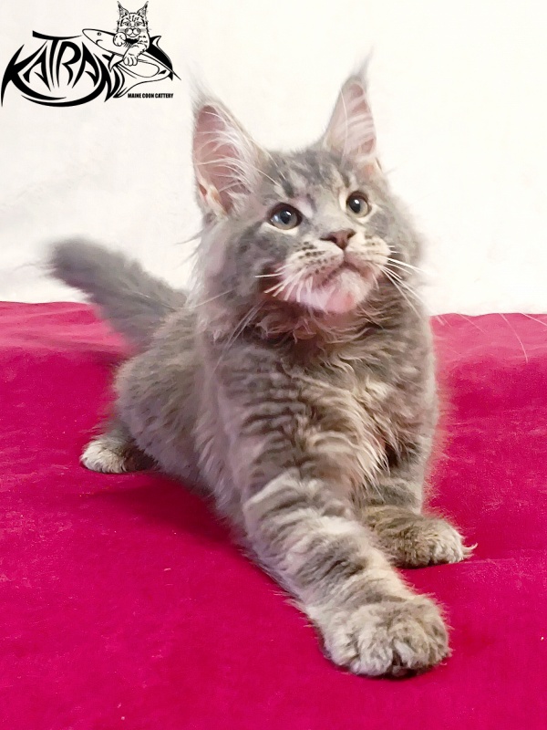 Katran Peach - Kitten maine-coon 3 months