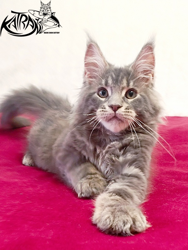 Katran Peach - Kitten maine-coon 3 months