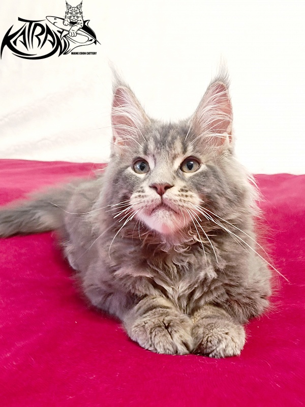 Katran Peach - Kitten maine-coon 3 months