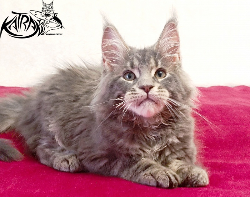 Katran Peach - Kitten maine-coon 3 months