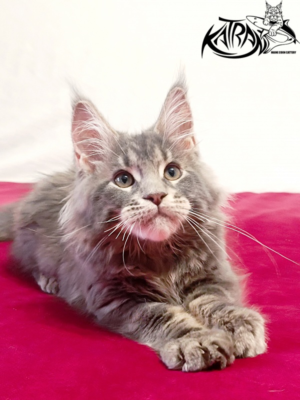 Katran Peach - Kitten maine-coon 3 months