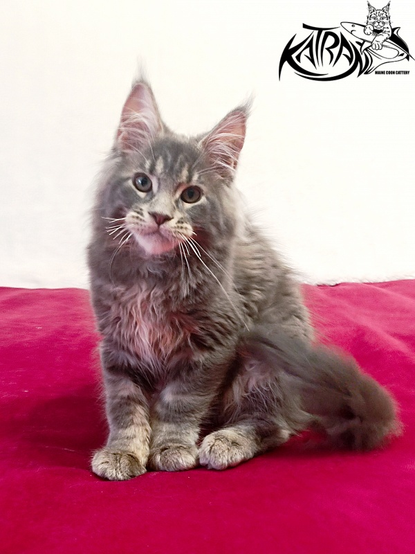 Katran Peach - Kitten maine-coon 3 months
