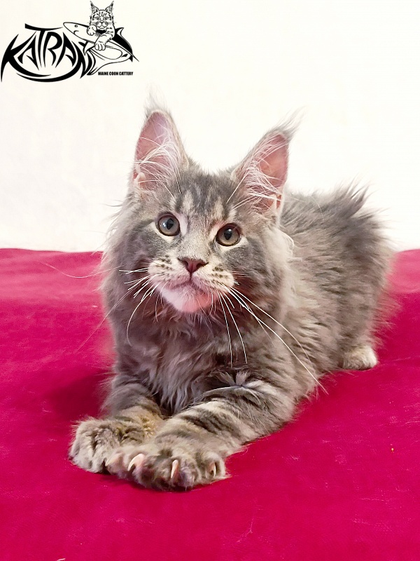 Katran Peach - Kitten maine-coon 3 months