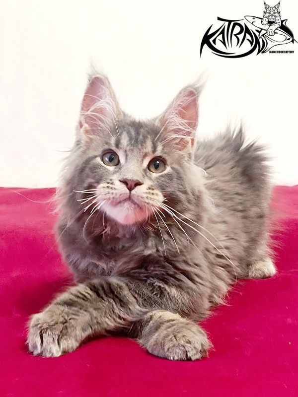 Katran Peach - Kitten maine-coon 3 months