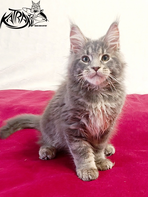 Katran Peach - Kitten maine-coon 3 months