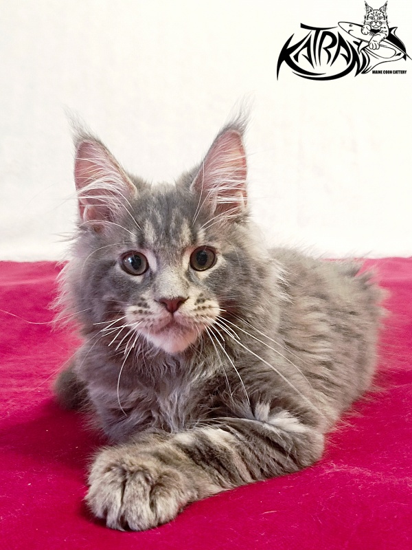 Katran Peach - Kitten maine-coon 3 months