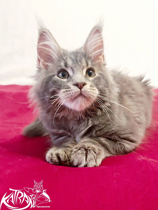 Katran Peach - Kitten maine-coon 3 months