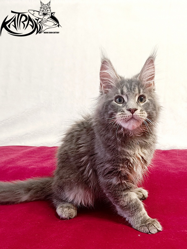 Katran Peach - Kitten maine-coon 3 months