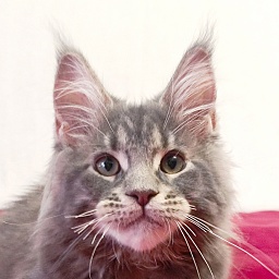 Katran Peach