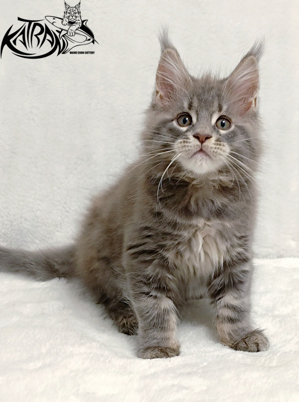 Katran Peach - Kitten maine-coon 2 months