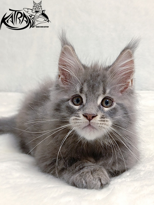 Katran Peach - Kitten maine-coon 2 months