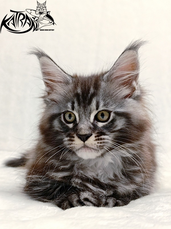 Katran Parker - Kitten maine-coon 2 months
