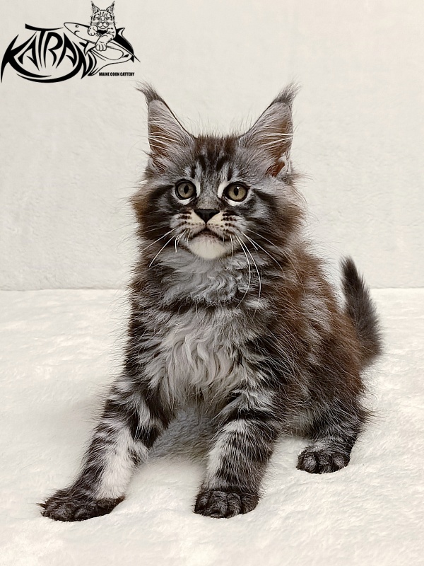 Katran Parker - Kitten maine-coon 2 months