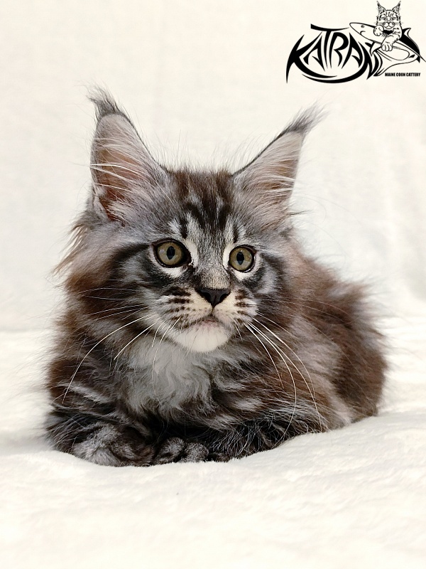Katran Parker - Kitten maine-coon 2 months