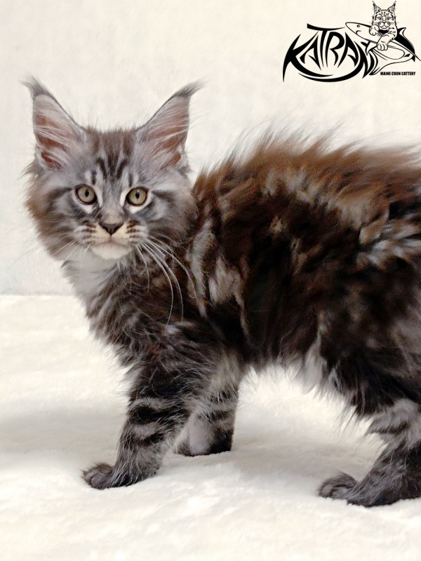 Katran Parker - Kitten maine-coon 2 months