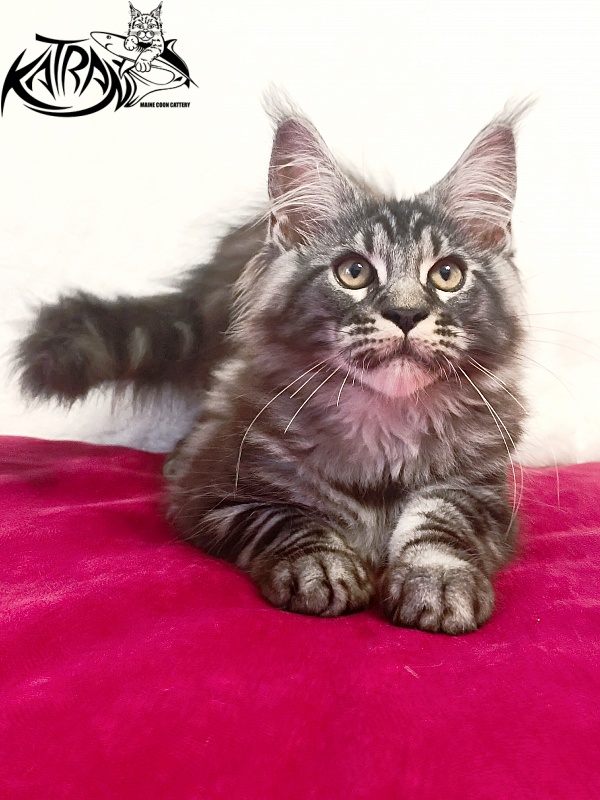 Katran Parker - Kitten maine-coon 3 months