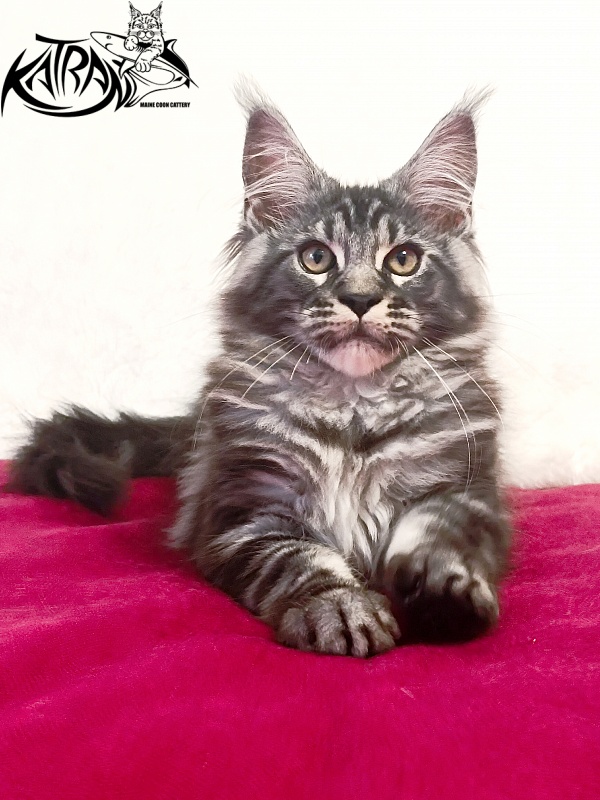 Katran Parker - Kitten maine-coon 3 months