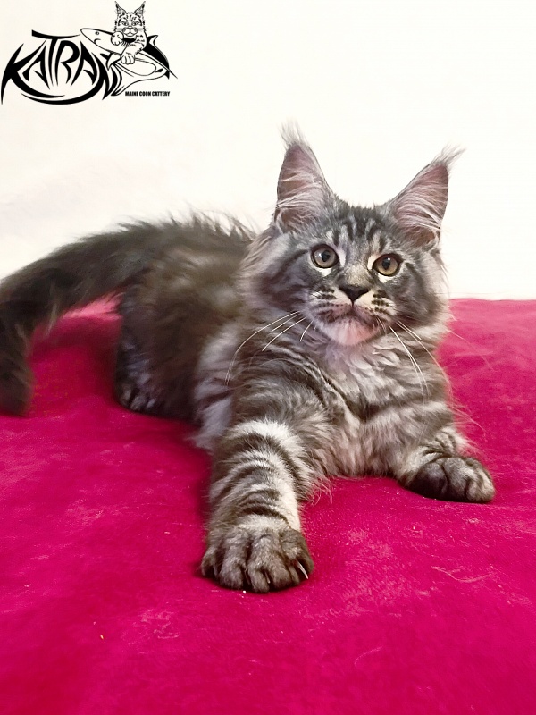 Katran Parker - Kitten maine-coon 3 months
