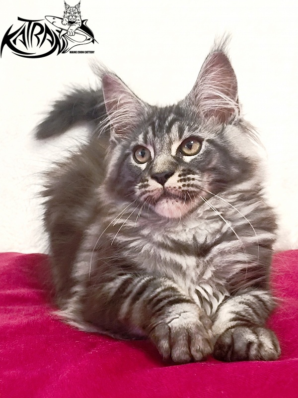 Katran Parker - Kitten maine-coon 3 months