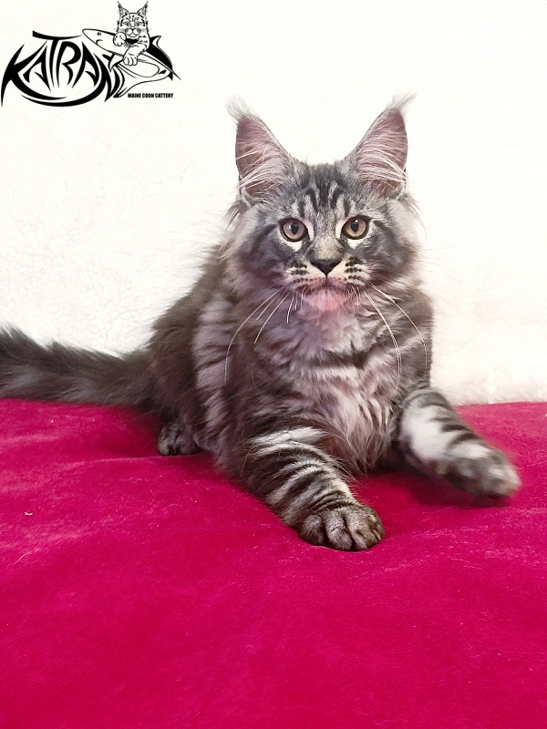 Katran Parker - Kitten maine-coon 3 months