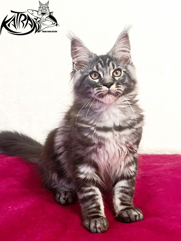 Katran Parker - Kitten maine-coon 3 months
