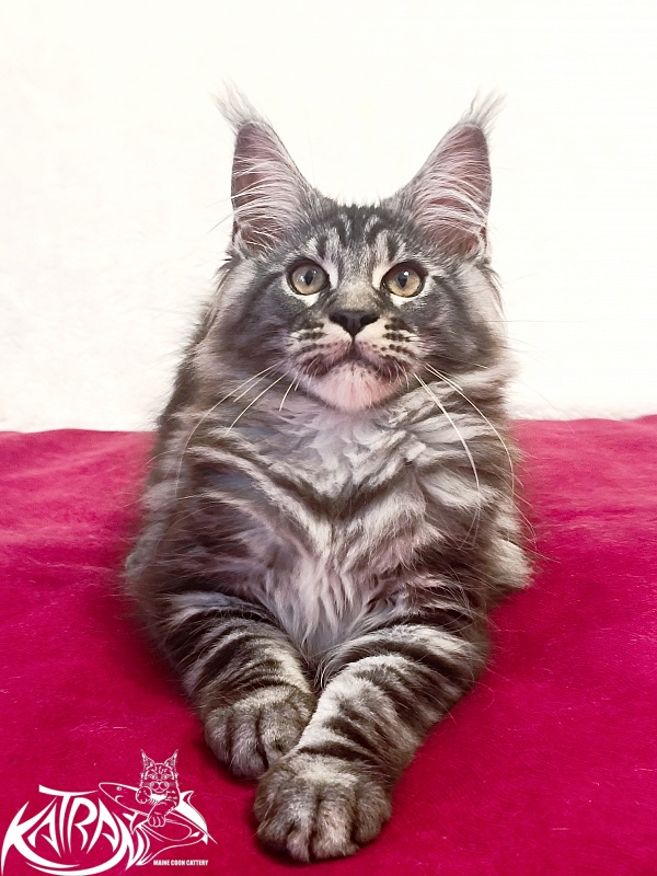 Katran Parker - Kitten maine-coon 3 months