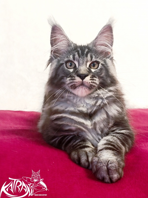 Katran Parker - Kitten maine-coon 3 months