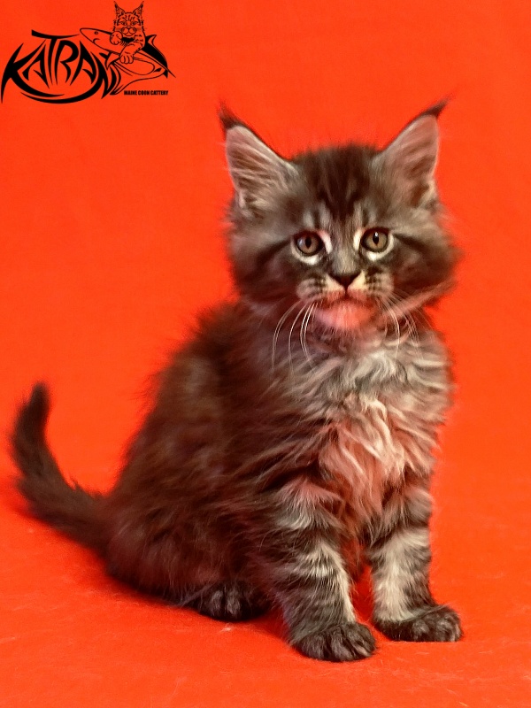 Katran Parker - Kitten maine-coon 1 month 1.5 week