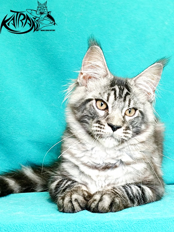 Katran Parker - Kitten maine-coon 4 months