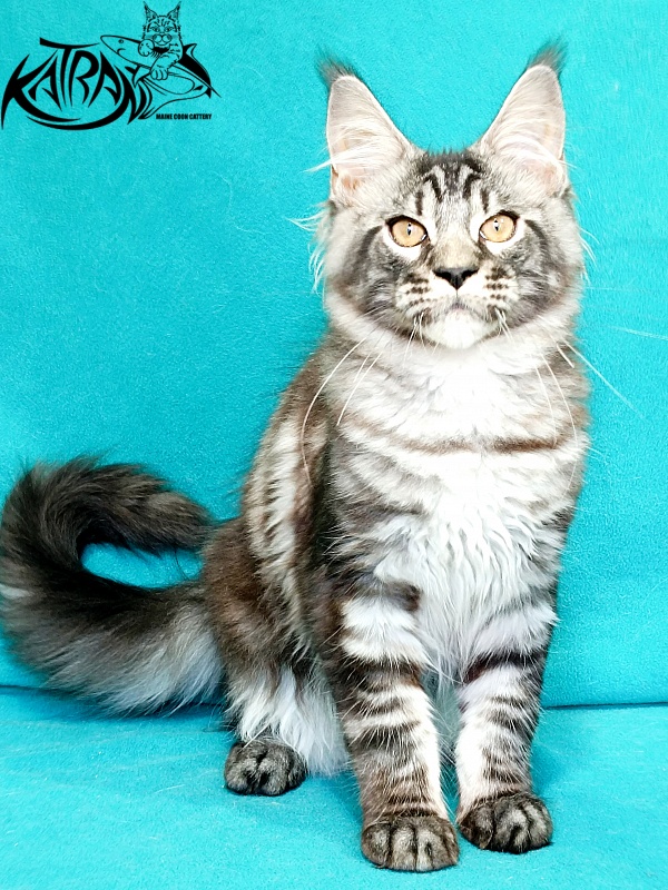 Katran Parker - Kitten maine-coon 4 months