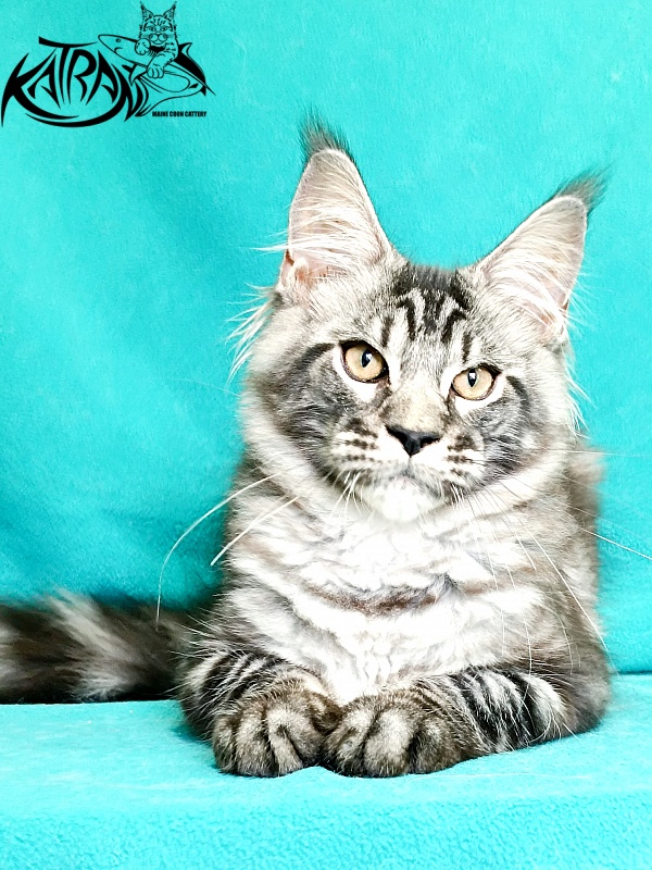 Katran Parker - Kitten maine-coon 4 months