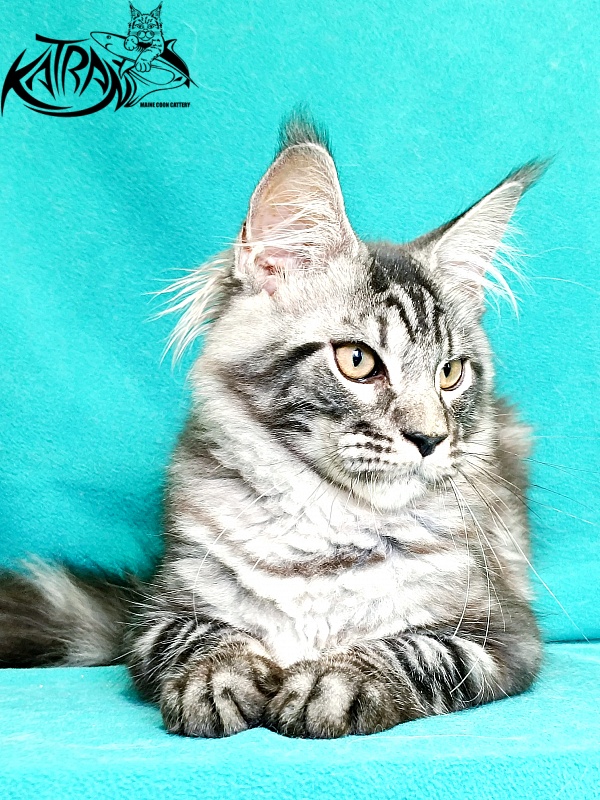 Katran Parker - Kitten maine-coon 4 months