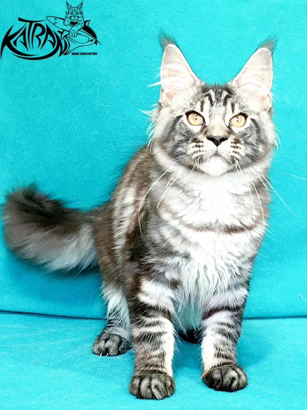 Katran Parker - Kitten maine-coon 4 months