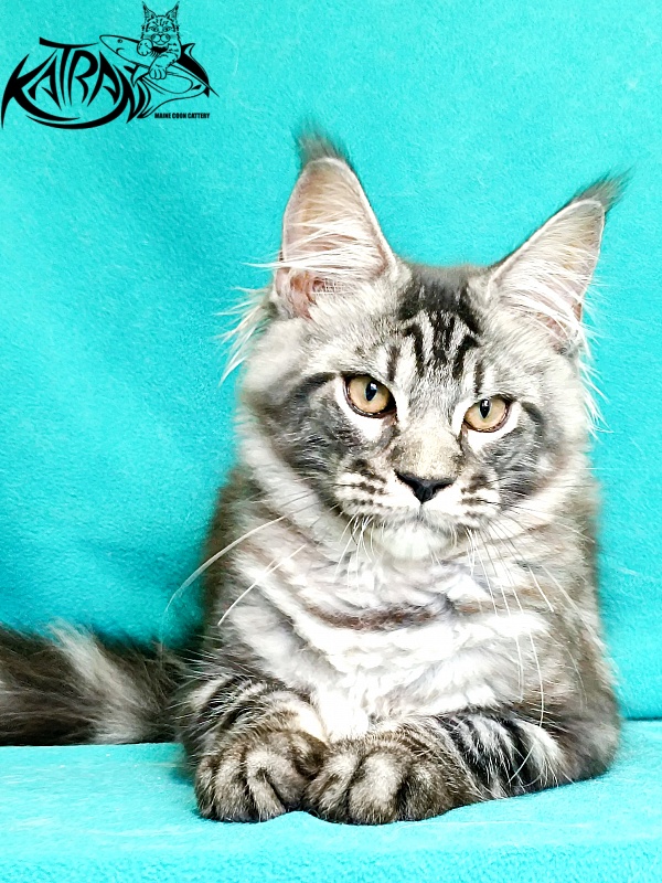 Katran Parker - Kitten maine-coon 4 months