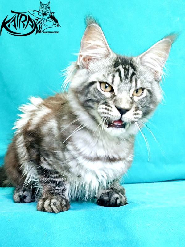 Katran Parker - Kitten maine-coon 4 months