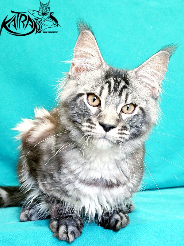 Katran Parker - Kitten maine-coon 4 months