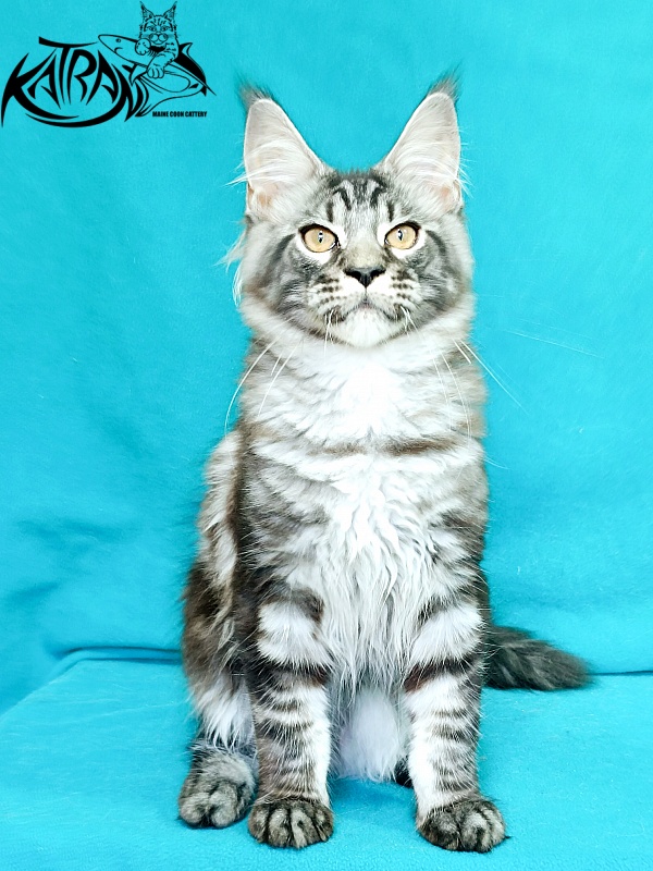 Katran Parker - Kitten maine-coon 4 months